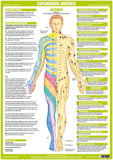 innervation|innervation meaning medical.